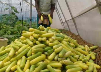 Unable to transport vegetables, Bargarh cucumber farmers face huge losses