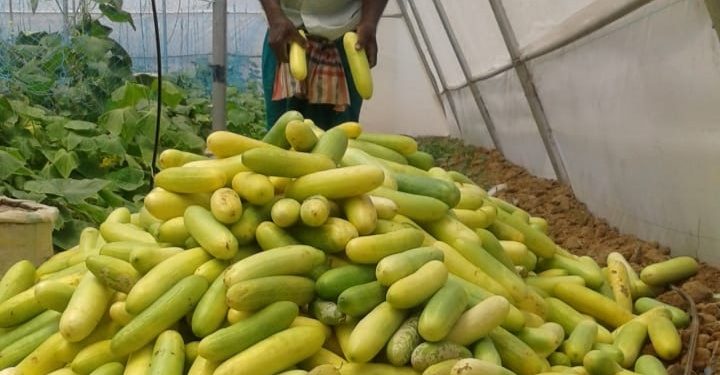 Unable to transport vegetables, Bargarh cucumber farmers face huge losses