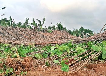 Amphan blows away livelihoods of betel, paddy farmers