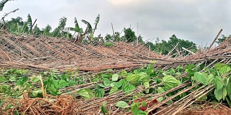 Amphan blows away livelihoods of betel, paddy farmers