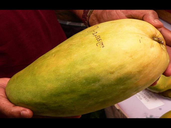 This rare breed of mango costs a whopping Rs 500