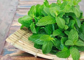 Mint acts as a healer for your skin; to know the benefits, read here