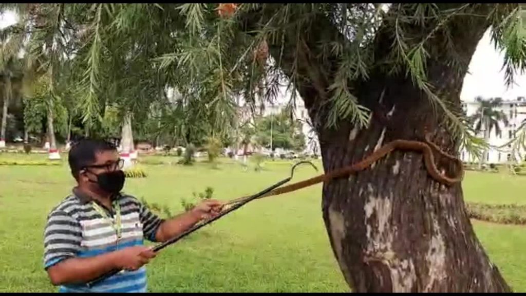 5-foot-long cobra rescued from Lok Seva Bhawan