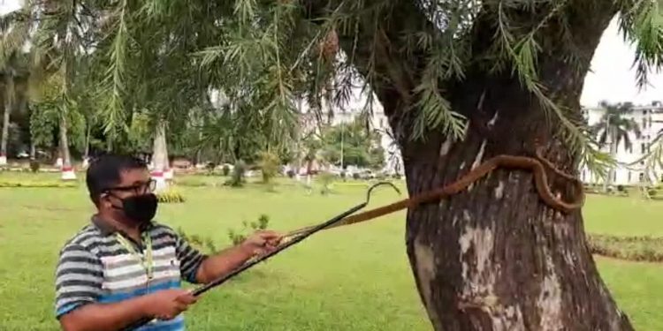 5-foot-long cobra rescued from Lok Seva Bhawan