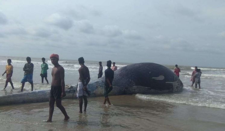 Carcass of giant whale washed ashore on West Bengal’s beach; see pictures