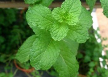 Intake of mint in summer is super beneficial; Read why