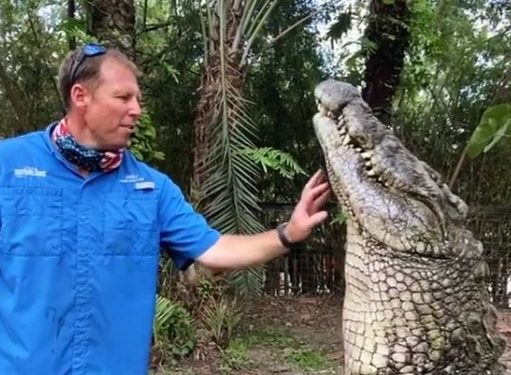 Man scratches ‘chin’ of gigantic Nile crocodile, video goes viral; Watch