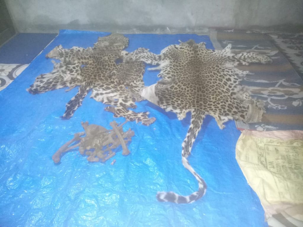 Leopard skin smuggling case Mastermind arrested