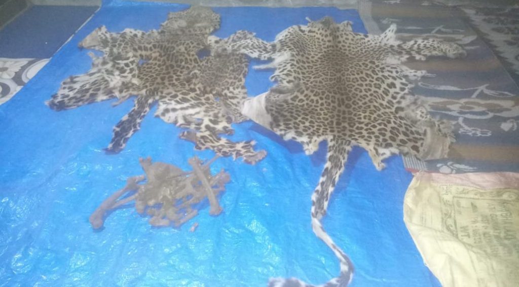 Man arrested from Nayagarh’s quarantine centre for involvement in leopard skin smuggling