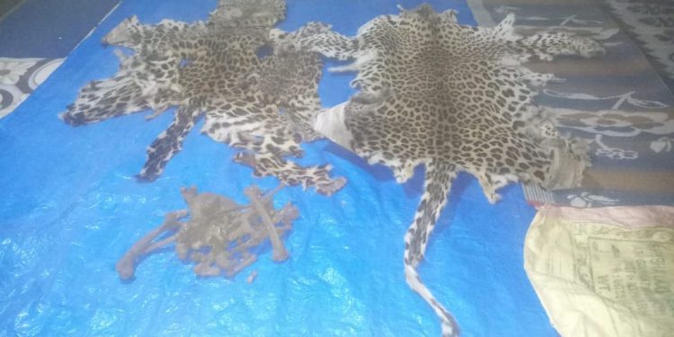 Man arrested from Nayagarh’s quarantine centre for involvement in leopard skin smuggling