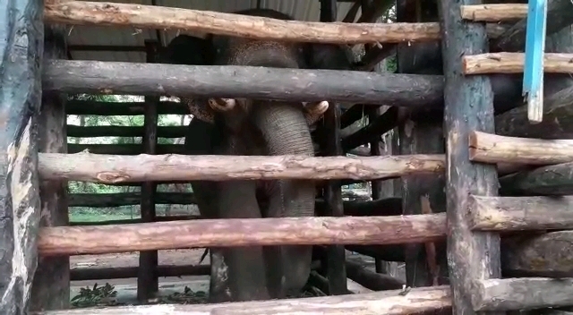 Rampaging tusker ‘Rakesh’ turns furious inside Dhenkanal’s Kapilash Zoo