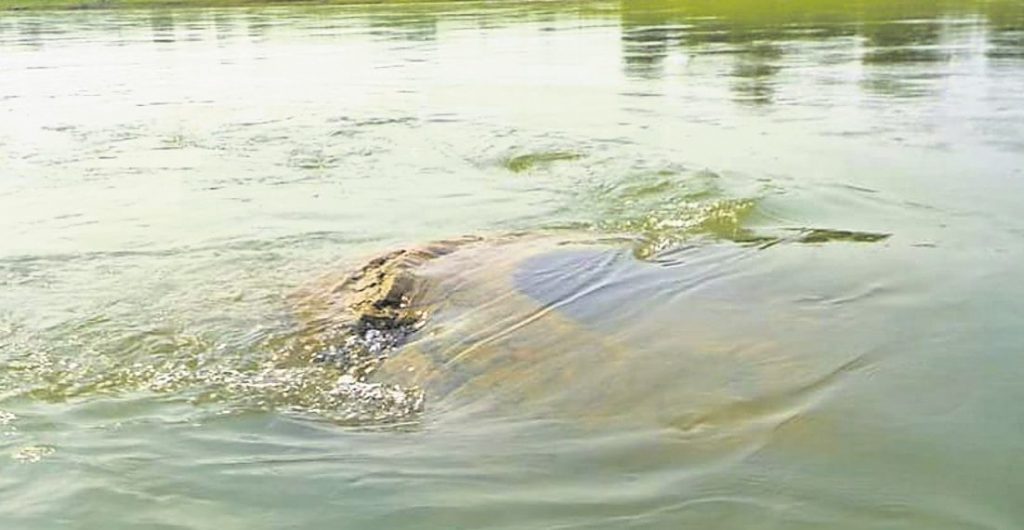 Team of experts to visit submerged Gopinath temple today