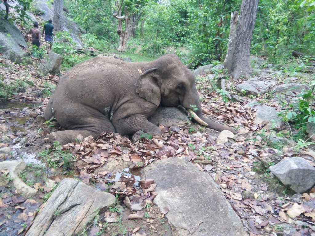 Tusker shot dead in Boudh