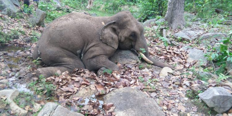 Tusker shot dead in Boudh