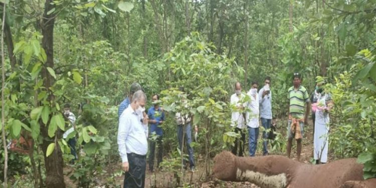 Two forest officials suspended for deaths of two elephants in Baitarani forest reserve