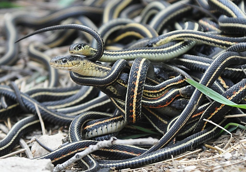 Strange Chinese village where people farm snakes; Read more