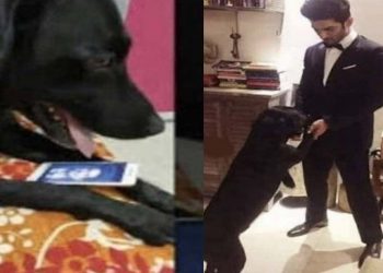 Sushant Singh Rajput’s pet dog devastated after his death; heartbreaking video will bring tears to your eyes  