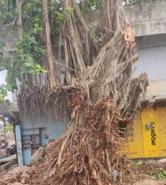 Century-old Banyan tree in Berhampur comes out as winner