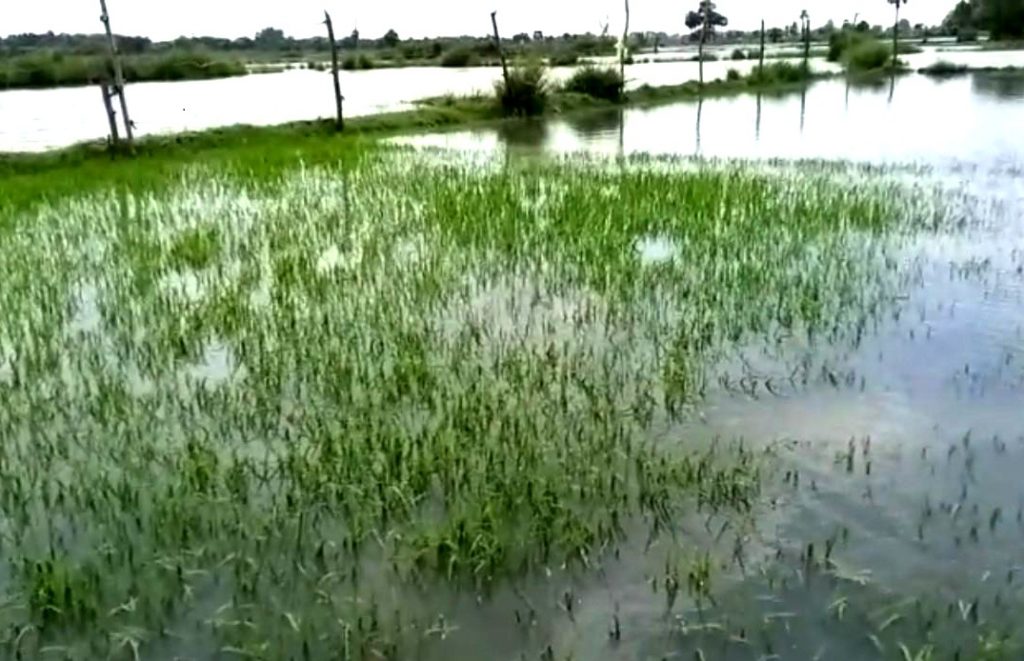 Farmlands in Bhadrak flooded