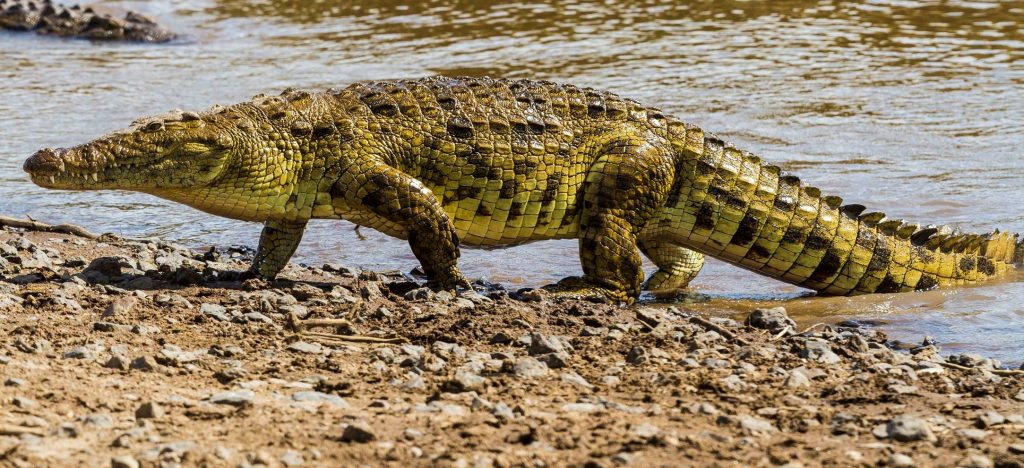 Forest department begins probe after people feast on crocodile  