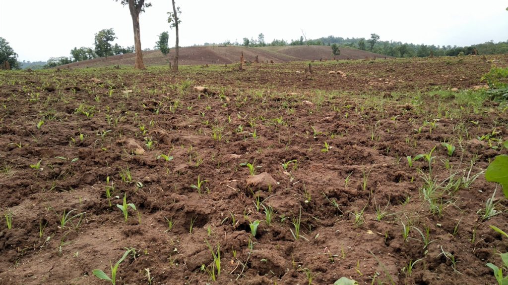 Illegal maize cultivation thrives in reserve forest, forest dept sits pretty