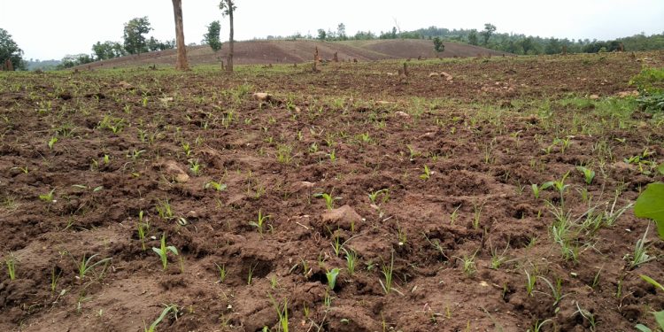 Illegal maize cultivation thrives in reserve forest, forest dept sits pretty