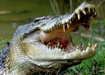 Minor boy killed in crocodile attack in Kendrapara