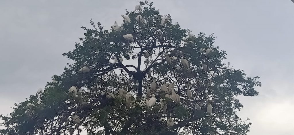 Over 10,000 birds flock this village in Odisha’s Dhenkanal every year; here's why