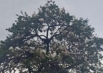 Over 10,000 birds flock this village in Odisha’s Dhenkanal every year; here's why