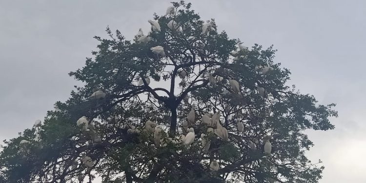 Over 10,000 birds flock this village in Odisha’s Dhenkanal every year; here's why