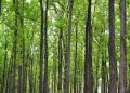 Western Odisha: Sal forest to be raised over 10 hectares in Sambalpur