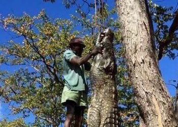 Shocking After killing crocodile, villagers feast on meat by throwing dinner party