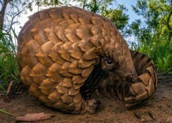 Teacher mastermind behind pangolin racket