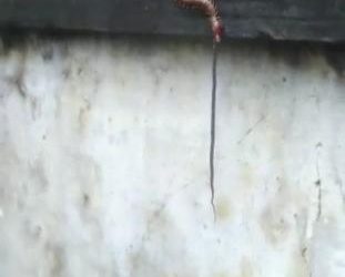 Unbelievable Centipede gobbles up snake! Yes, this happened in Odisha