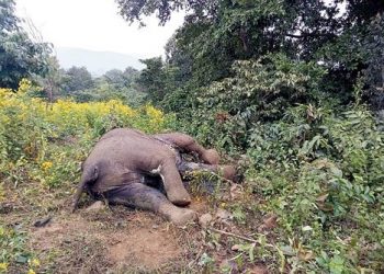 Elephant casualties on rise in Keonjhar