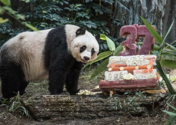 Basi, the world's oldest panda(Image courtesy- Bored Panda)