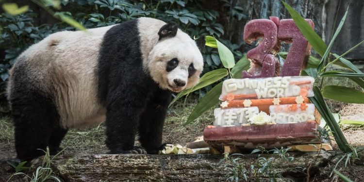 Basi, the world's oldest panda(Image courtesy- Bored Panda)