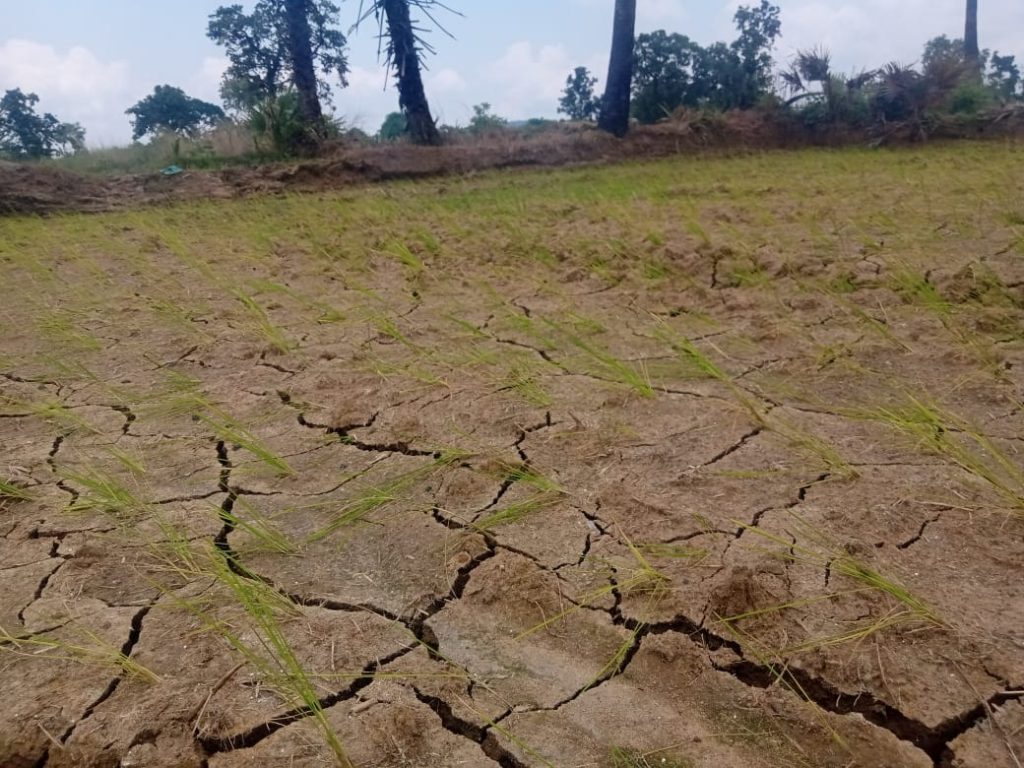 Drought spectre stalks Sonepur farmers