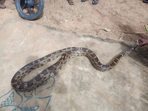 18.5 feet-long Indian rock python rescued from Odisha village