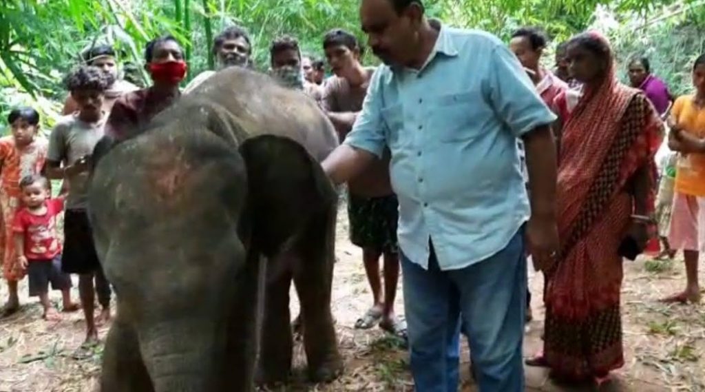 Rescued jumbo calf dies in Odisha’s Mayurbhanj