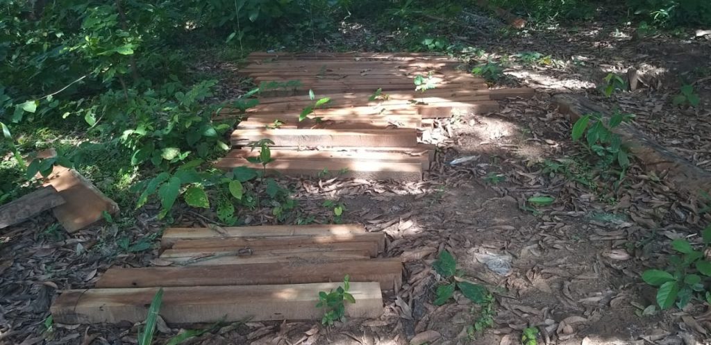 Timber smuggling rampant in Dhenkanal as forest department looks away 