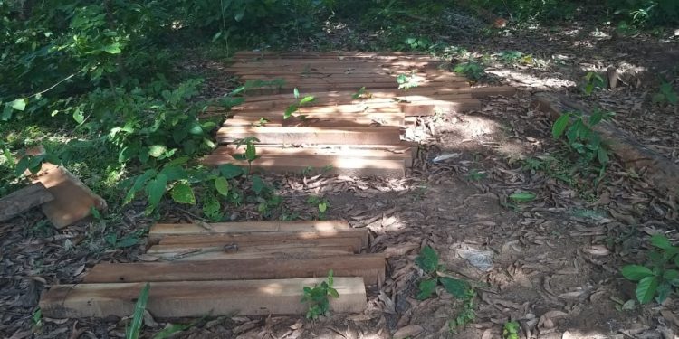 Timber smuggling rampant in Dhenkanal as forest department looks away 