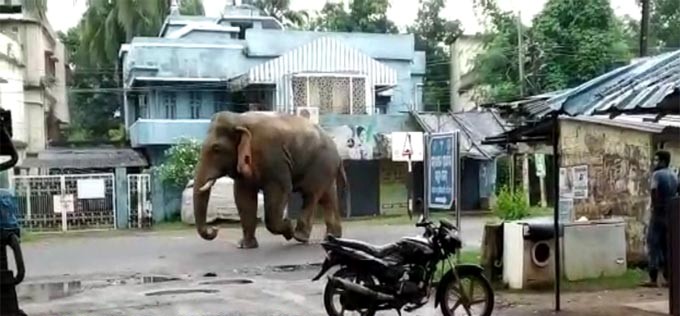 Tusker roaming freely in Odisha’s Baripada town leaves residents baffled