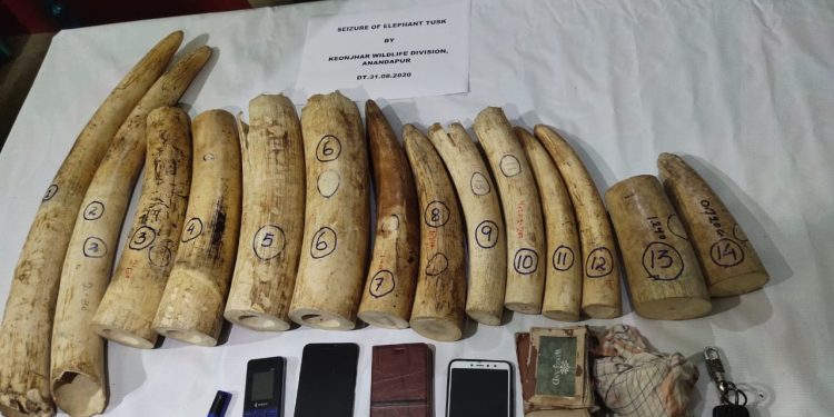 14 elephant tusks worth Rs 10 lakh seized in a major haul in Keonjhar