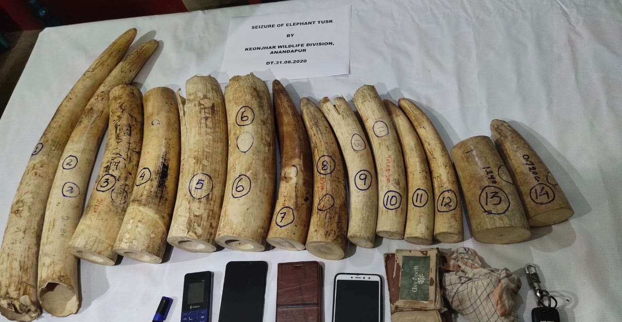 14 elephant tusks worth Rs 10 lakh seized in a major haul in Keonjhar