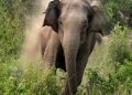 Elephant tramples one to death, injures another in Angul