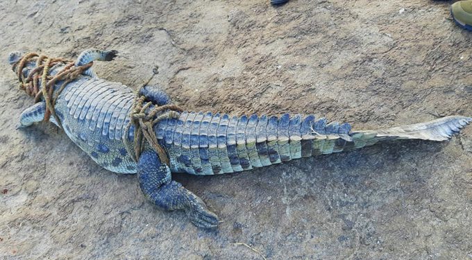 Huge crocodile spotted in paddy field in Ganjam