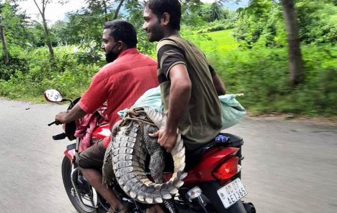 Ranger suspended for ill-treating rescued crocodile in Odisha’s Ganjam