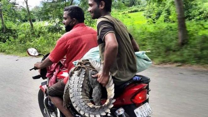 Ranger suspended for ill-treating rescued crocodile in Odisha’s Ganjam