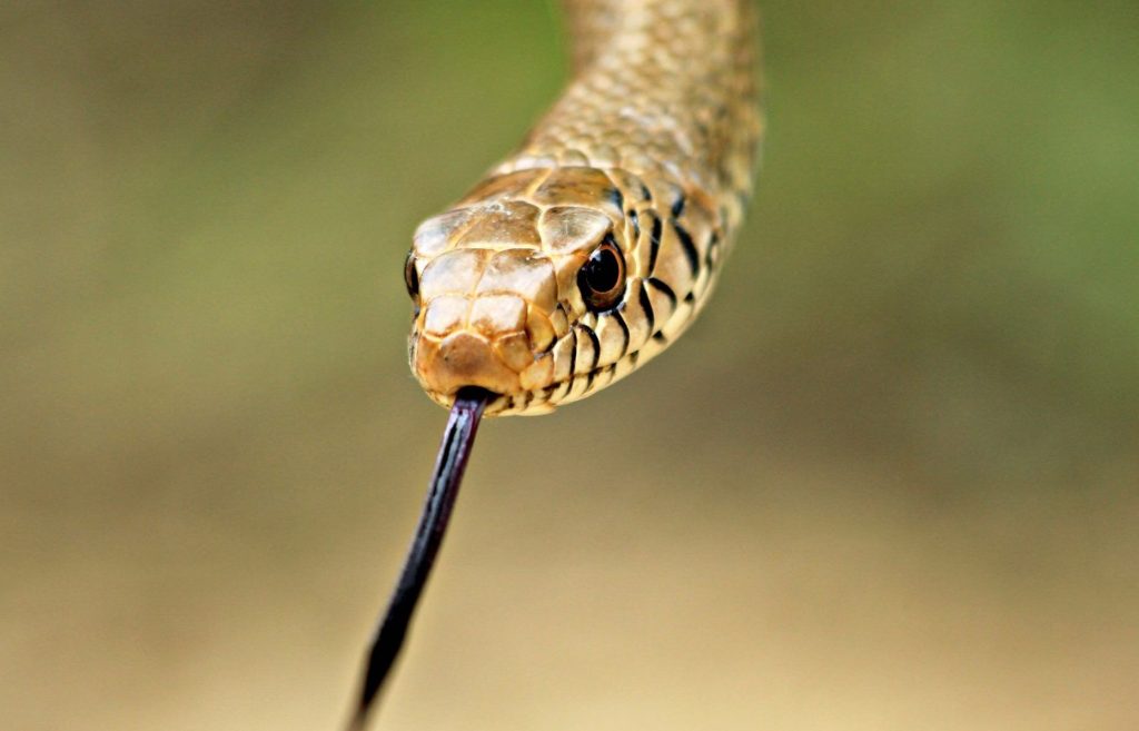 Shocking! 5-foot-long snake found inside jar in Angul